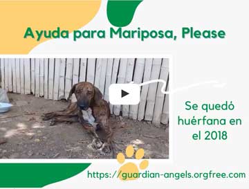 Video asking for help to take Mariposa to the vet