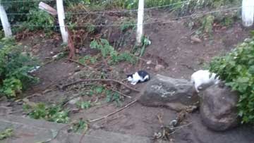 2 gatos al lado de la vía. Hay escombros regados por todas partes