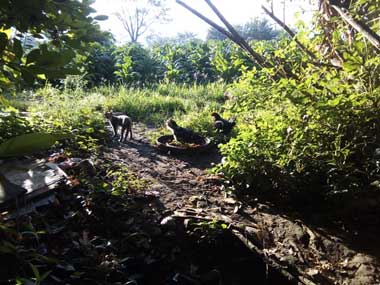 2 gallinitas comiendo maíz en la parte trasera del rancho y un gato pasando.