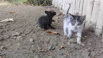 2 kitties: one black, white and black the other