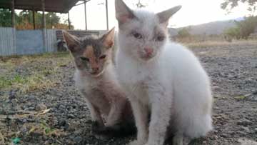 2 kitties: one white, the other black, white, and orange