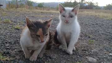 2 kitties: a white one, white, black, and orange the other