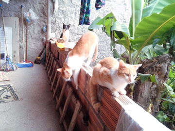 3 gatos (2 naranja y blanco y 1 negro y blanco) sobre un muro bajito