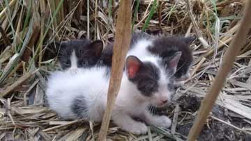 3 kitties hiding in a thicket