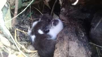 3 newborn kitties staying close together