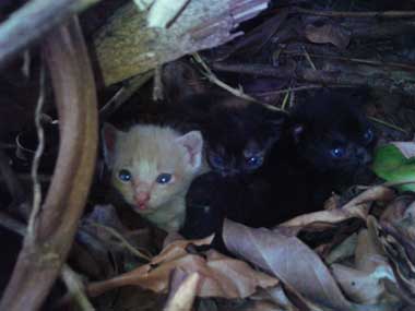 4 newborn kitties inside a small cave in a thicket