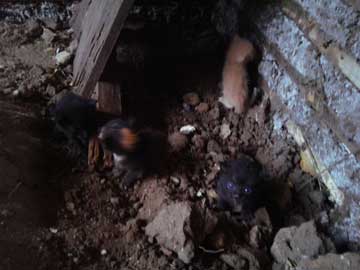 4 kitties under a wooden board leaning against a wattle and daub wall