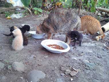 4 gaticos alrededor de algunos platos de comida. Su mamá y otra gata comiendo