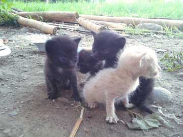 4 gaticos junticos a campo abierto