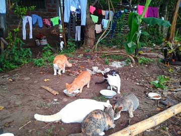 6 cats and a rooster. Some clothes are hanging on wires