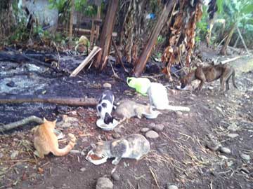 5 cats and a dog feeding next to a field