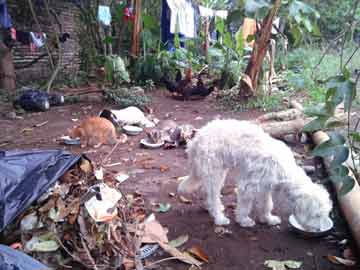 5 gatos, una parvada de pollos y una perra alimentándose