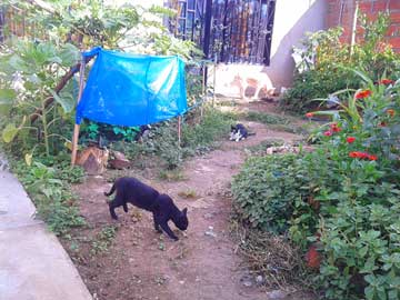 Un antejardín humilde con 2 gatos y una perra