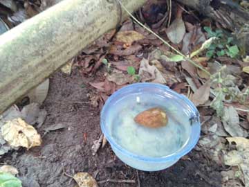 Un recipiente pequeño lleno de agua con una semilla de aguacate adentro