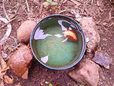 Un pequeño recipiente con agua y una semilla de aguacate adentro