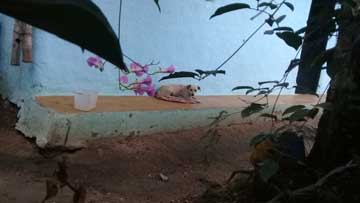 A beige dog sleeping on a piece of cloth outside of a light blue house