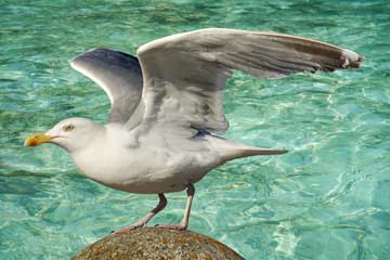 A bird ready for takeoff with a body of water for background