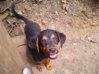 A little black and brown puppy looking at the camera very anxiously