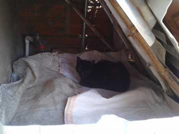 A black cat underneath some roof tiles and wooden boards