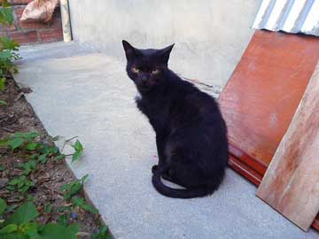 Black cat, Sancho, staying in front of his cat house