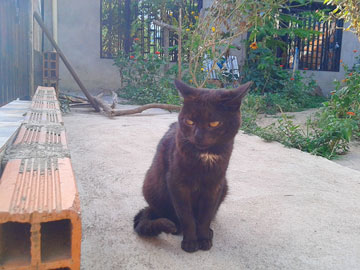 A black cat with a serious look in his eyes