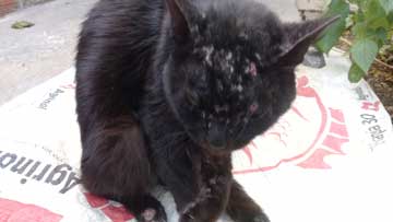 A black cat with wounds all over his head and on his hind legs