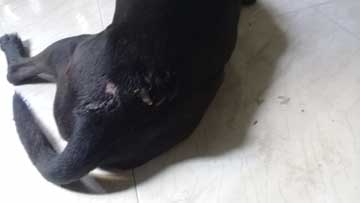 Un perro negro con una lesión en la raíz de la cola