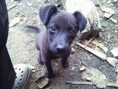 Un cachorrito negro mirando a la cámara muy atentamente