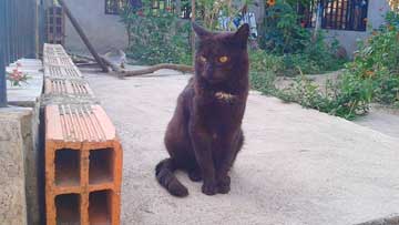 A black, healthy cat sitting on the floor