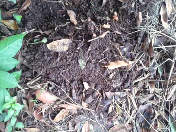 A piece of ground with dried leaves