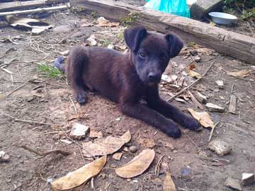 A very young, black puppy