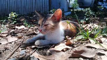 Un gatico blanco, negro y café echado en el piso