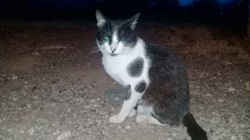 Black and white cat in the darkness