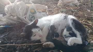 Un gato negro y blanco con algunos gaticos recién nacidos