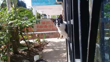 Una gata negra y blanca asomada en una ventana, mirando a la cámara