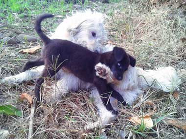 Black puppy, Peligro, playing with a french puddle