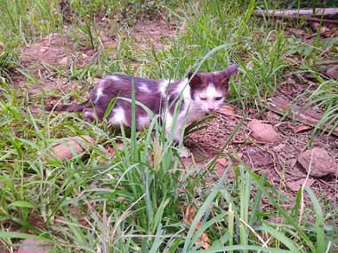 La gatica negra y blanca, Flor, caminando atrás del rancho.