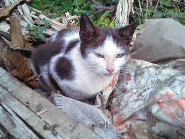 Black and white kitty, Flor, sitting on some debris at the back of the shanty