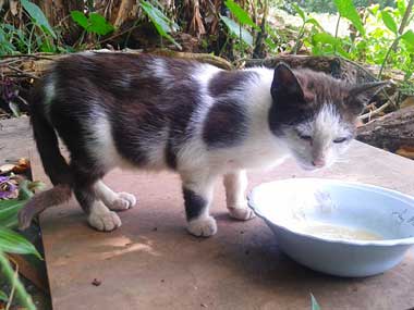 A black and white kitty with a not very healthy look