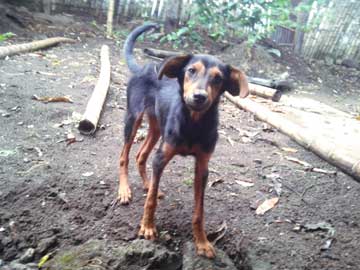 A black and brown puppy looking at the camera