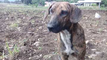 Una perra café en un terreno pelado