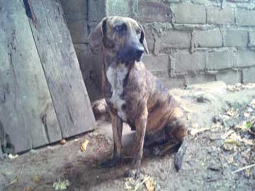 Brown dog, Mariposa, sitting quietly for the picture at the back of the shanty