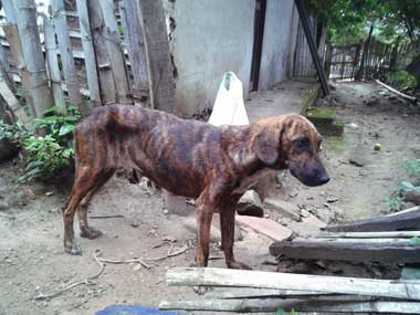 Dog, Mariposa, looking better by the doorway to don Agustín's