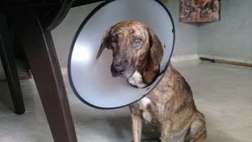 A brown dog with an Elizabethan collar