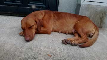 Una perra café durmiendo sobre la acera