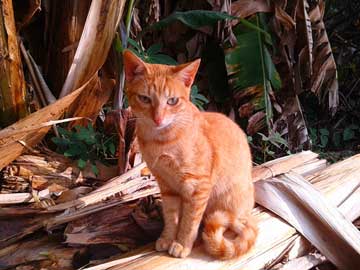 Brown kitty, Luna, sitting on top of a piece of plantain tree