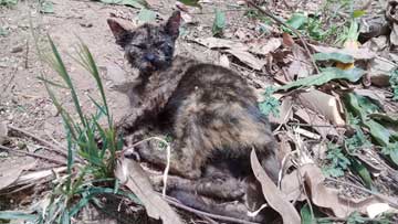 Un gatico café yaciendo sobre la tierra