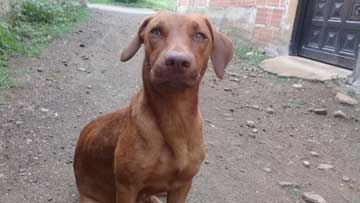 A brown dog with dark green eyes looking at the camera