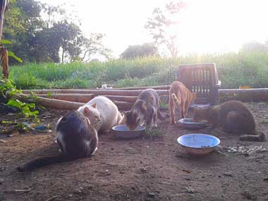 4 cats eating in the open and another going towards a cage