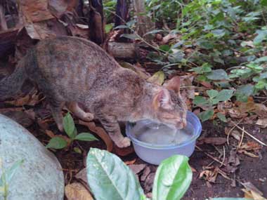 La gata gris, Tigresa, bebiendo agua del recipiente azul 